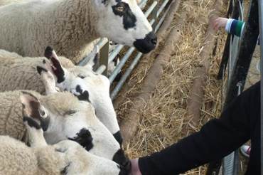 Free Family Things To Do In Sheffield