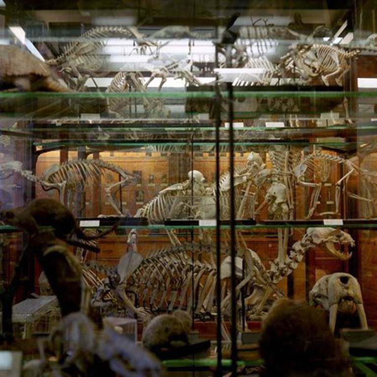 The Alfred Denny Museum 